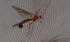 263064 – Photo : Bisetti Jean – France (74)